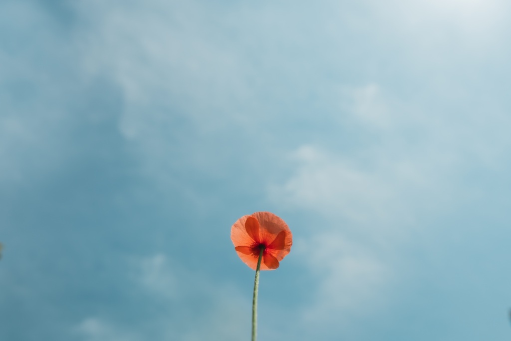 5288D092-B351-4E82-8BF1-2F9B54B90FFA
