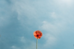 5288D092-B351-4E82-8BF1-2F9B54B90FFA
