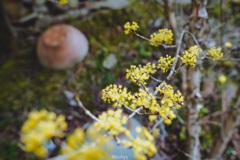 伊賀焼と花