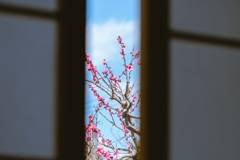 障子と梅