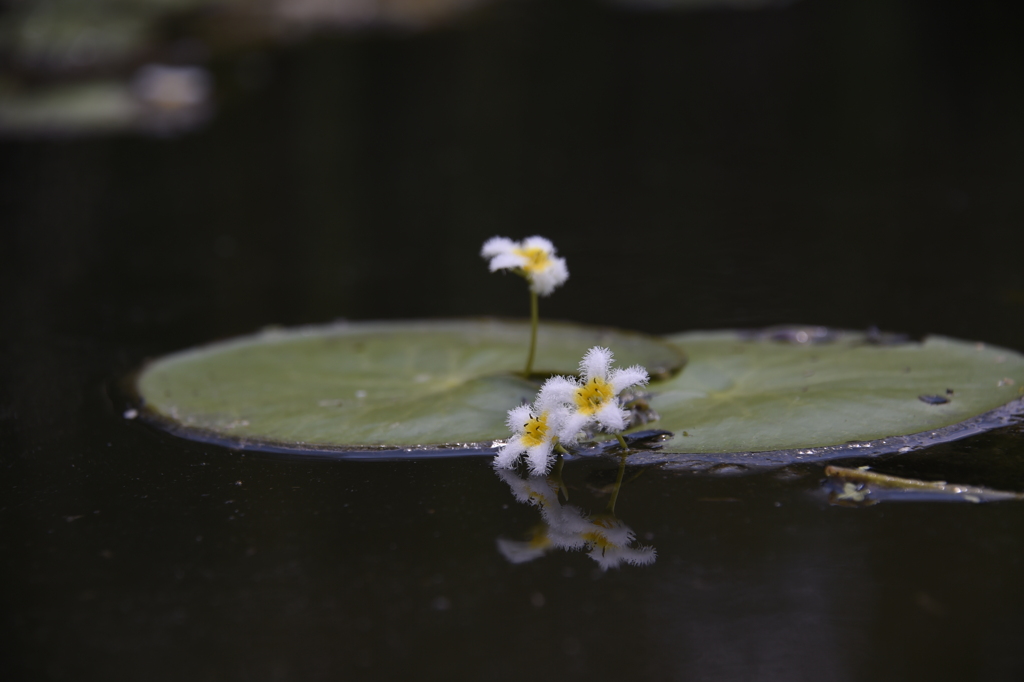 초평 어리연(20190817)0309