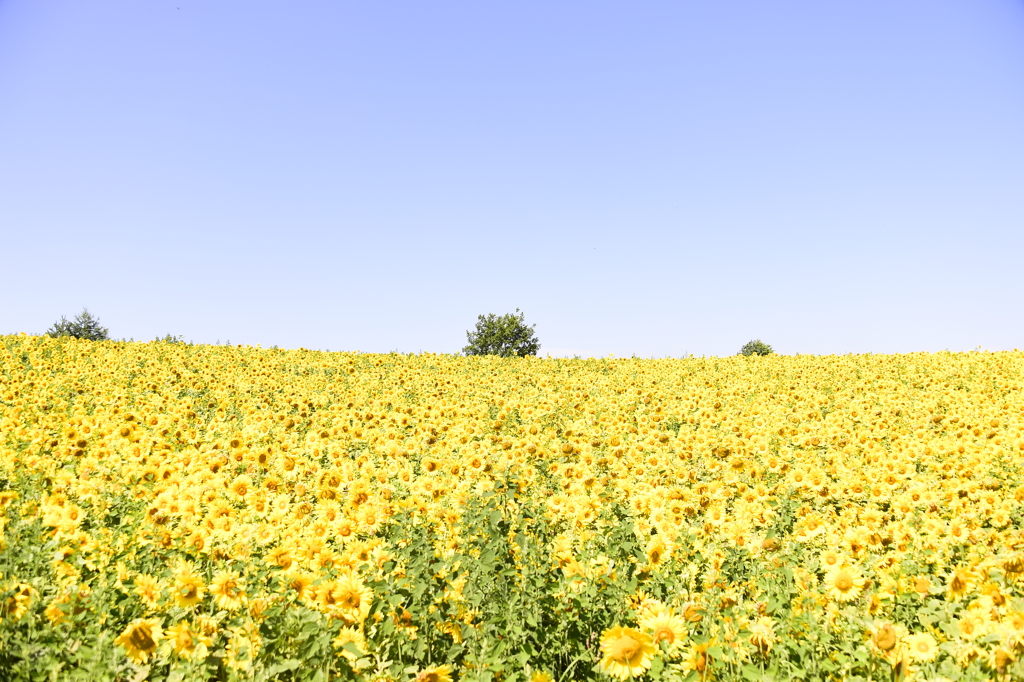 홋가이도 사계체(20190803)167