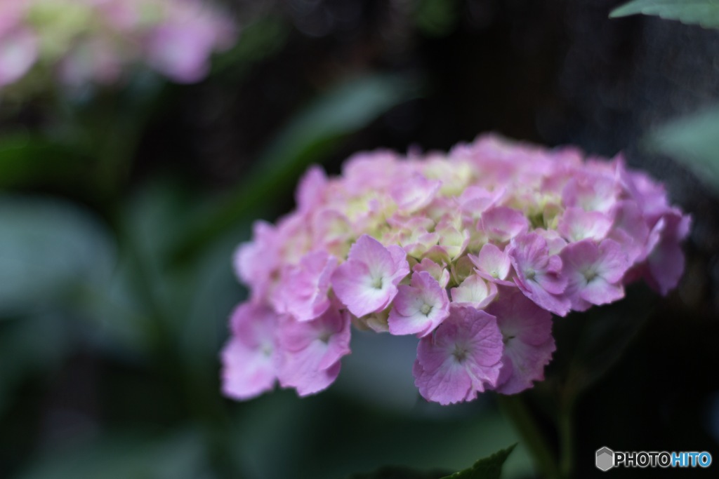 紫陽花