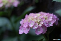 紫陽花