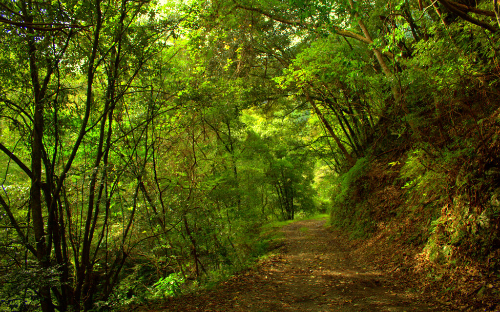 大平キャンプ場へ続くみどりのトンネル