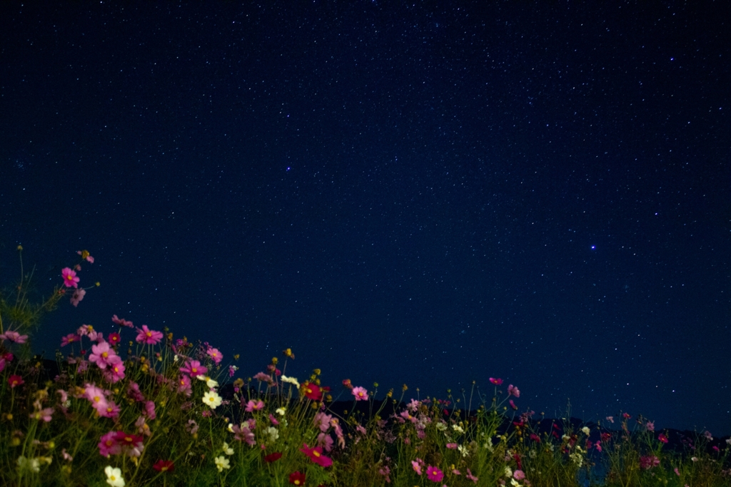 コスモスと星空③