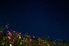 コスモスと星空③