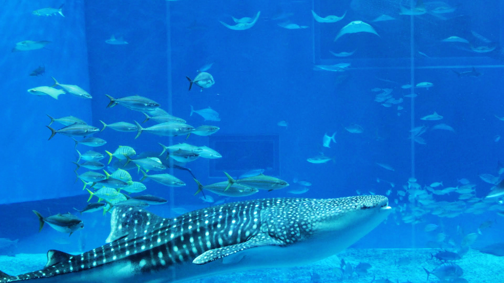 美ら海水族館１
