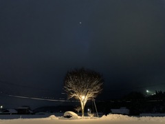 スノーツリー at 道の駅蒜山高原