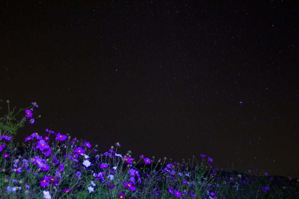コスモスと星空②