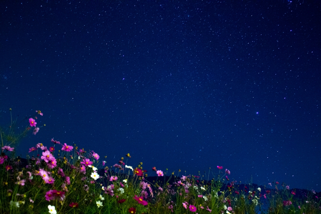 コスモスと星空①