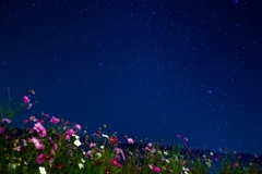 コスモスと星空①