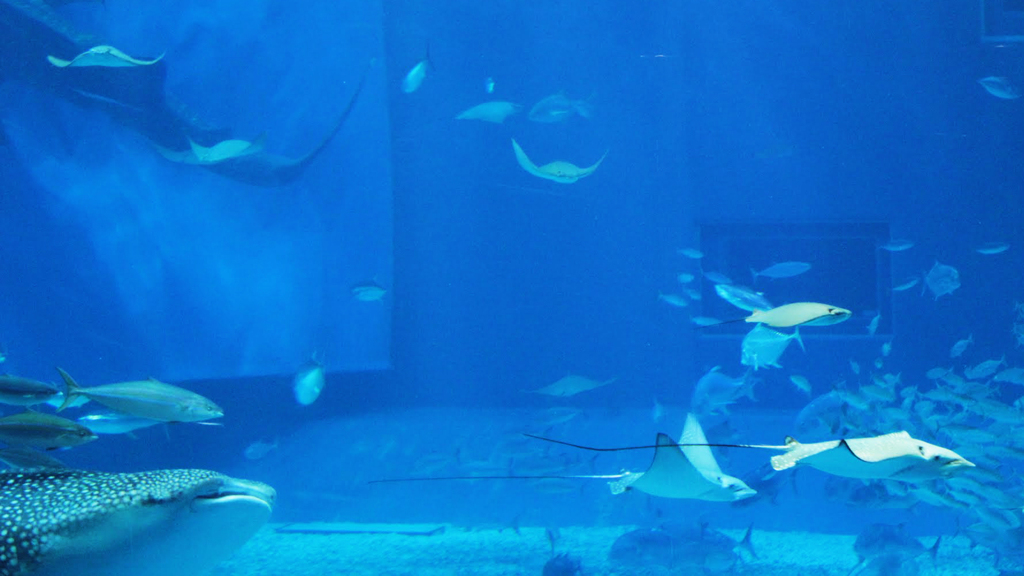 美ら海水族館２