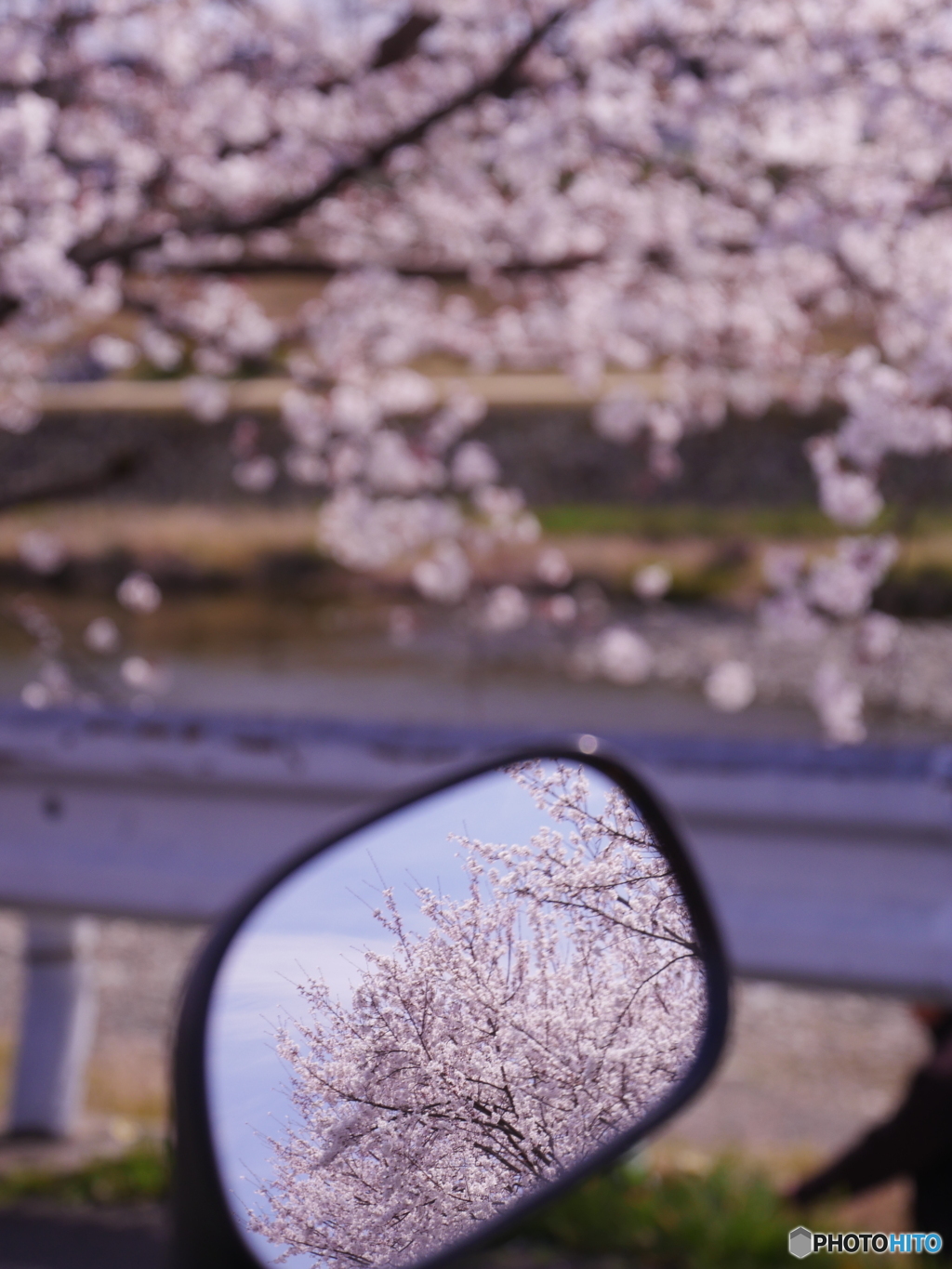 バイクミラーの中の桜