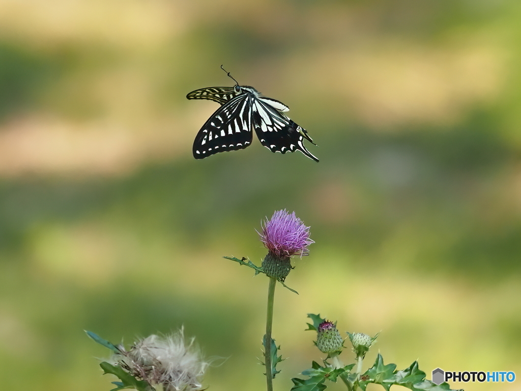 昆虫公園にて.6