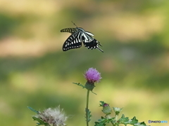 昆虫公園にて.6