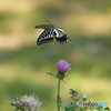 昆虫公園にて.6