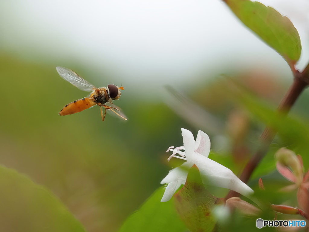 昆虫公園にて
