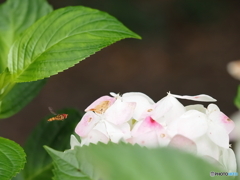 アジサイと昆虫.6