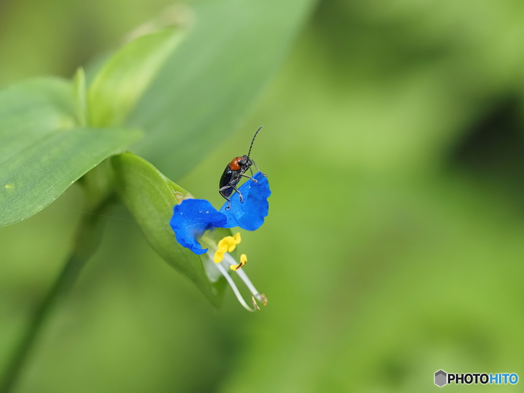 花と昆虫さん