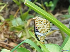 庭にいた蝶