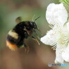 マルハナバチ
