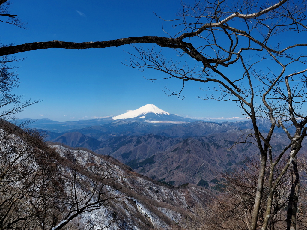 木の隙間から