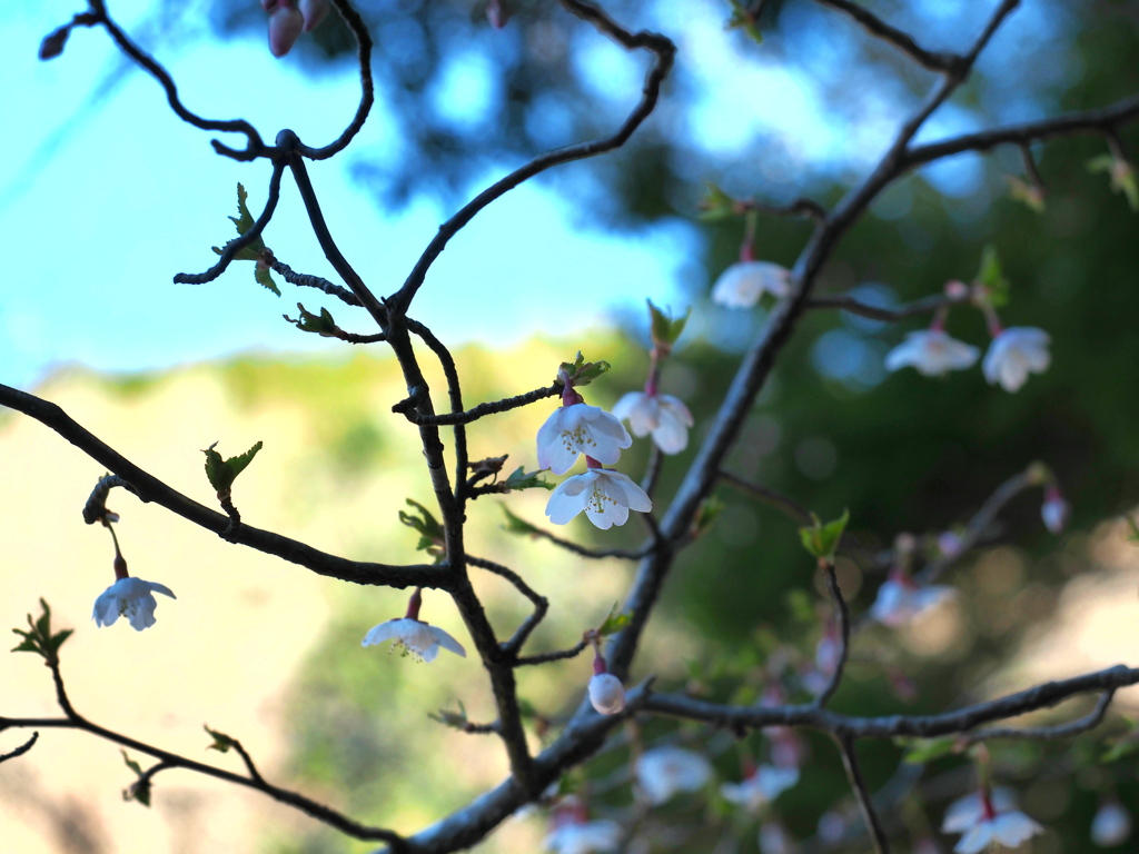 可憐な花