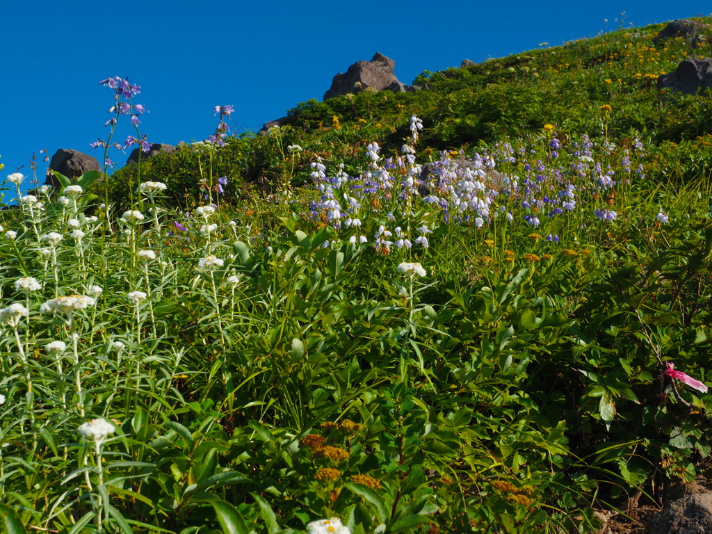 鳥海山のお花畑