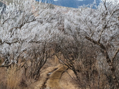 霧氷の道