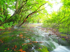 湿原の川