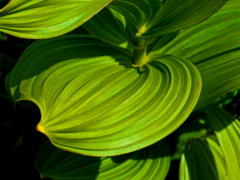 葉脈