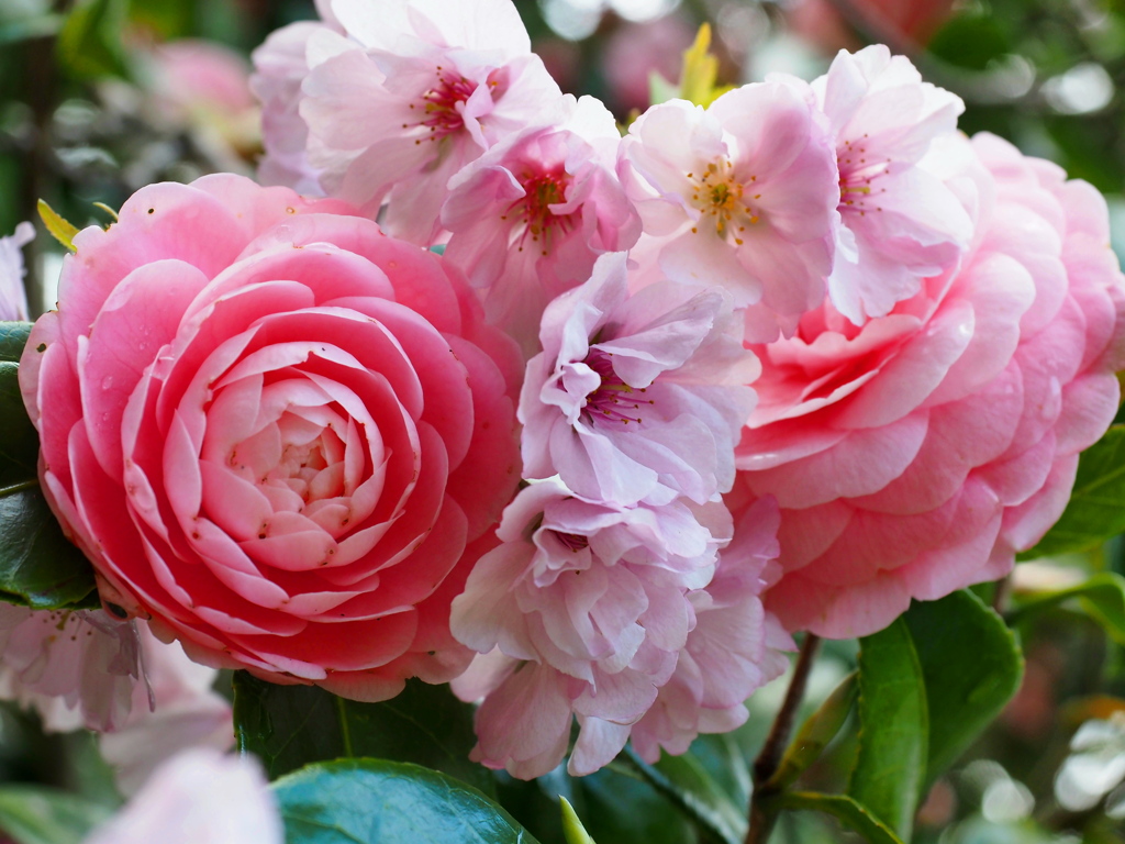 花束
