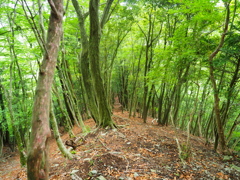 新緑の登山道