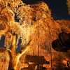 夜桜