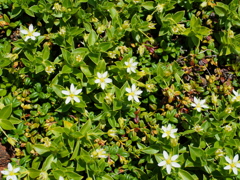 白花の群生