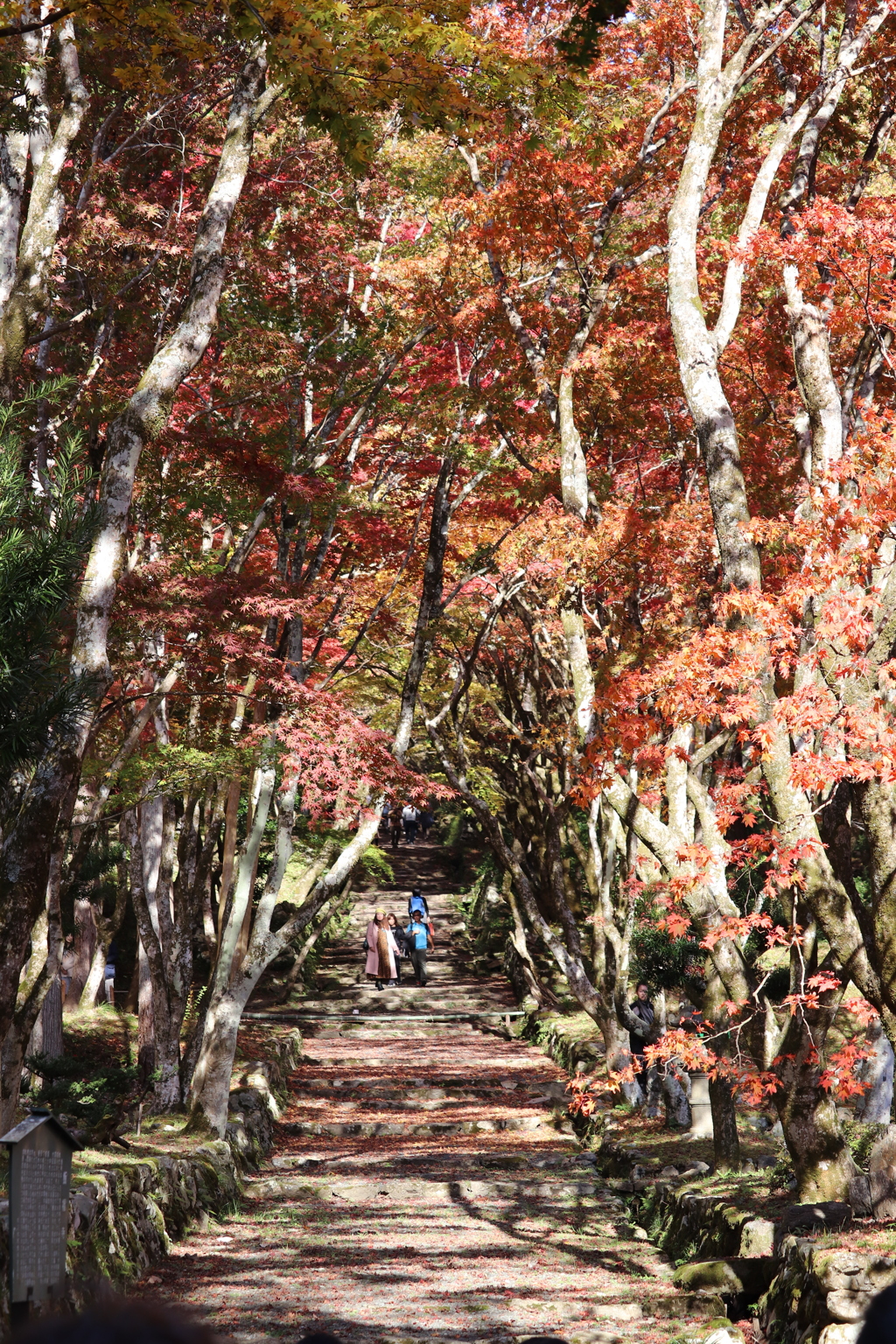 鶏足寺②