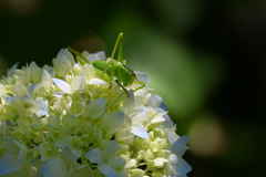 紫陽花とキリギリス