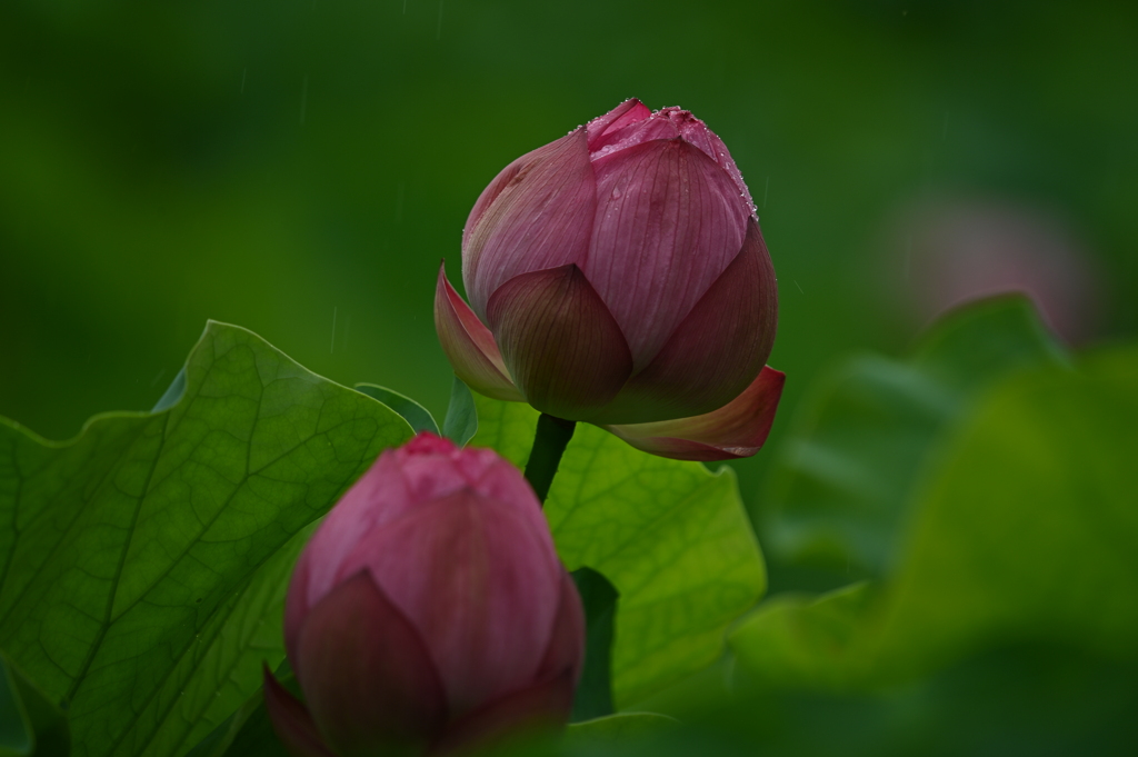 公園の蓮①