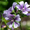 DSCF7757