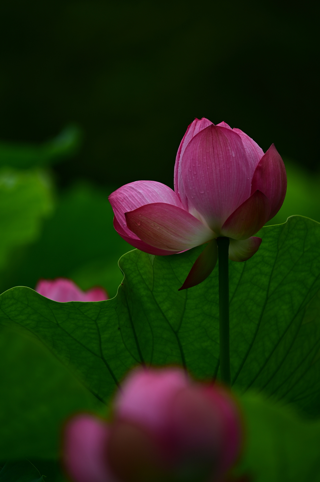 公園の蓮⑤