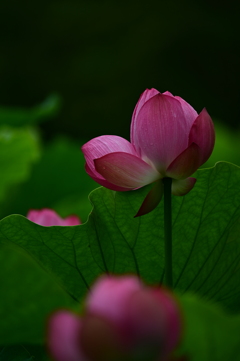 公園の蓮⑤