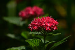 紫陽花
