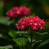 紫陽花