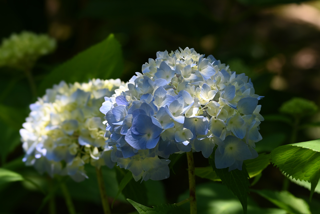 紫陽花