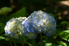 紫陽花