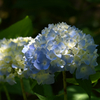 紫陽花