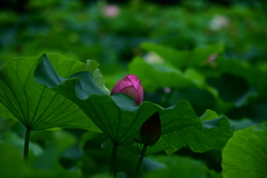 公園の蓮③