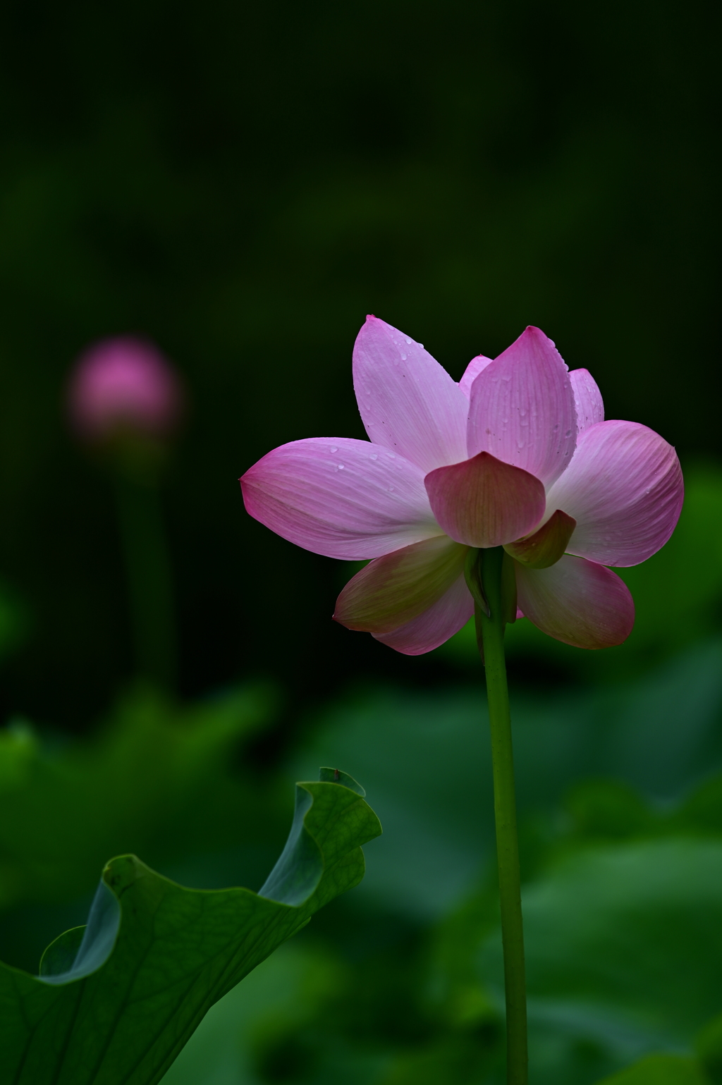 公園の蓮④