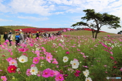 行楽日和